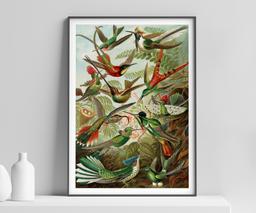 Ernst Haeckel Colorful Birds Print, Vintage Tropical Wall Art, Living Room Decor Housewarming Gift 1