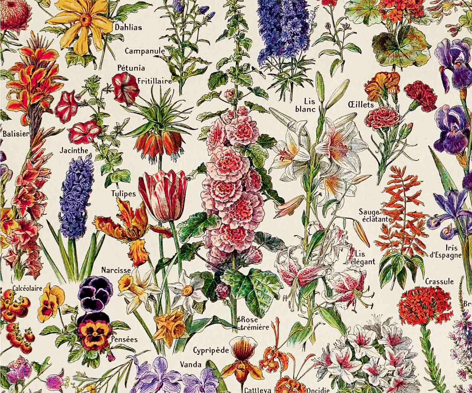 Fleurs – Vintage Botanical Art Print by Adolphe Millot - Framed Print - Image 15