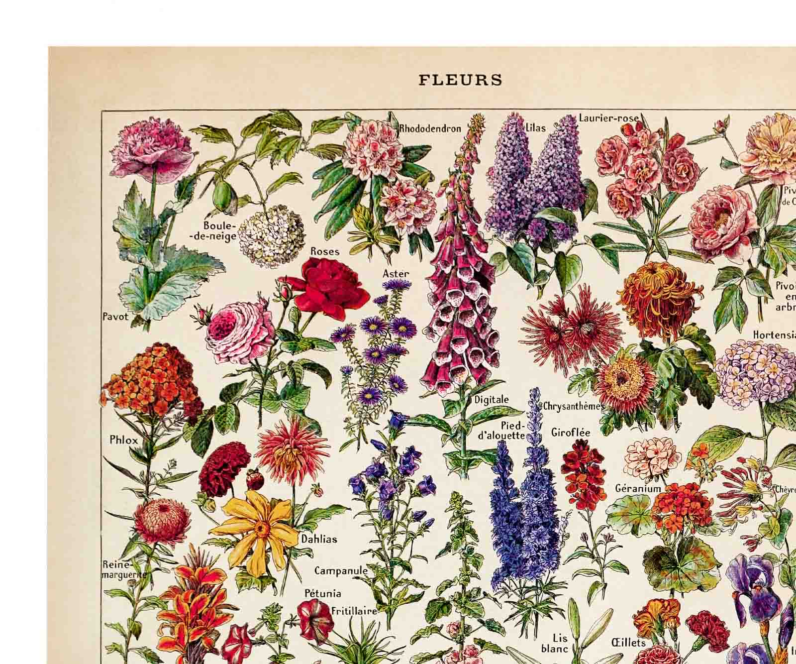Fleurs – Vintage Botanical Art Print by Adolphe Millot - Framed Print - Image 14
