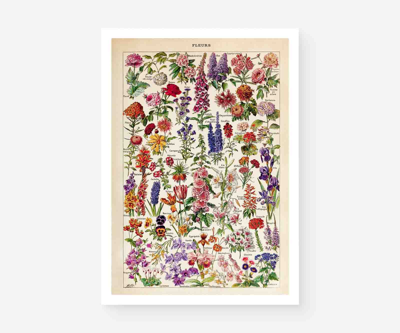 Fleurs – Vintage Botanical Art Print by Adolphe Millot - Framed Print - Image 13