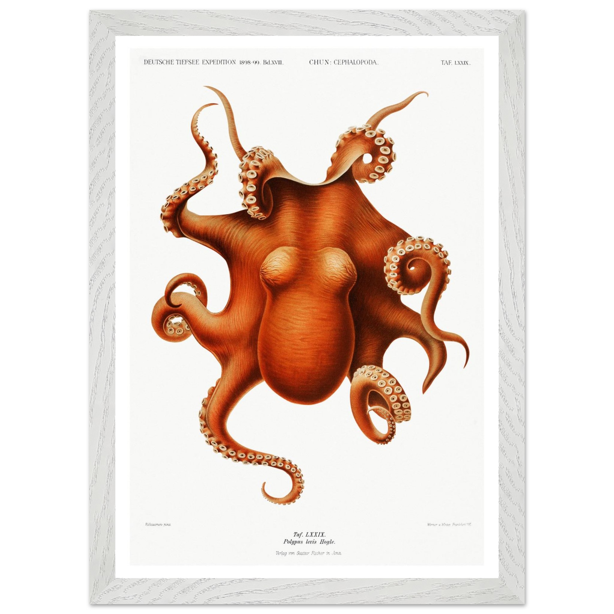 Octopus Vintage Print - "Deep Sea Expedition by Carl Chun" - Premium Wooden Framed Poster With Premium Matte Paper - Image 3