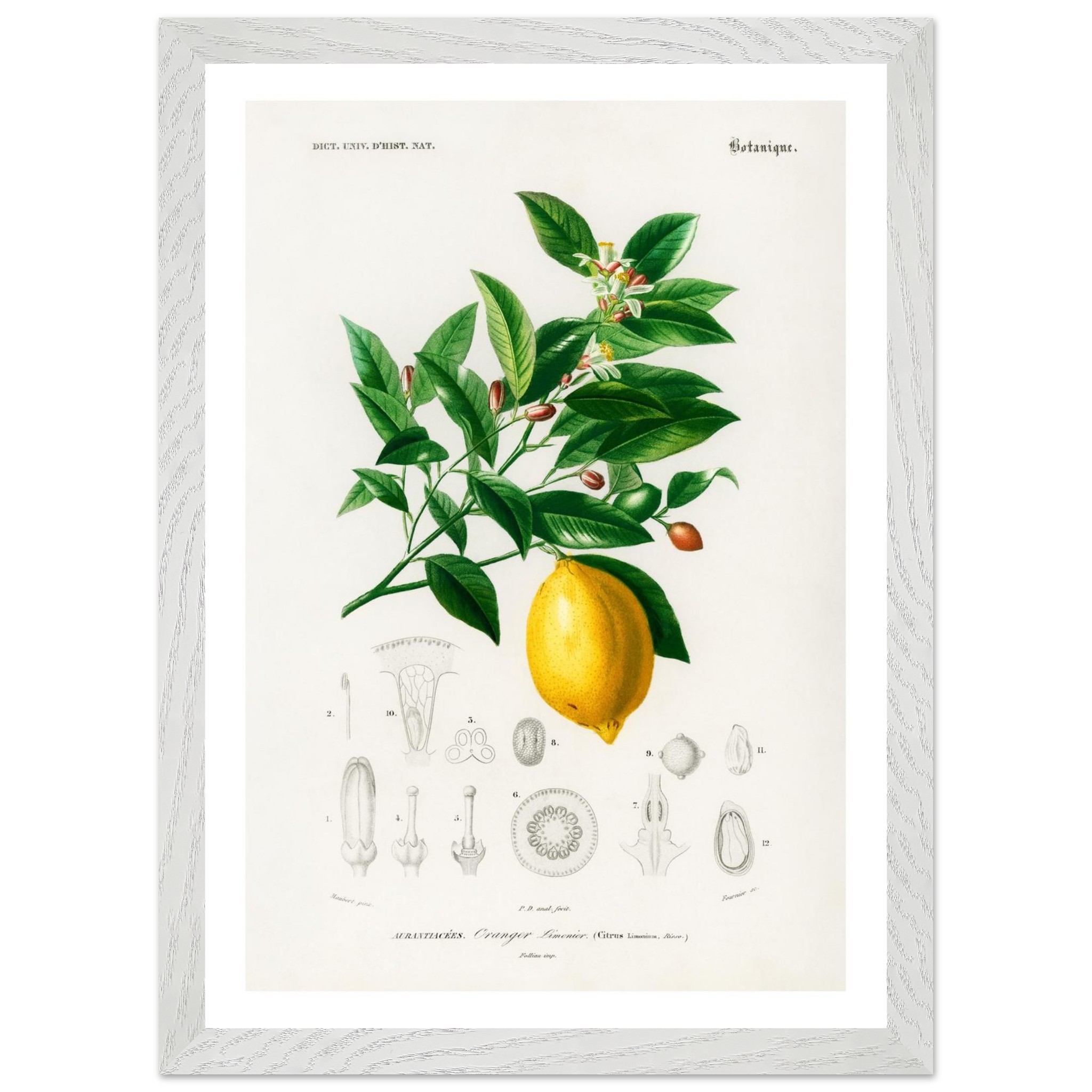Lemon Vintage Print - Premium Wooden Framed Poster With Premium Matte Paper A3 (29.7 x 42 cm) - Image 3