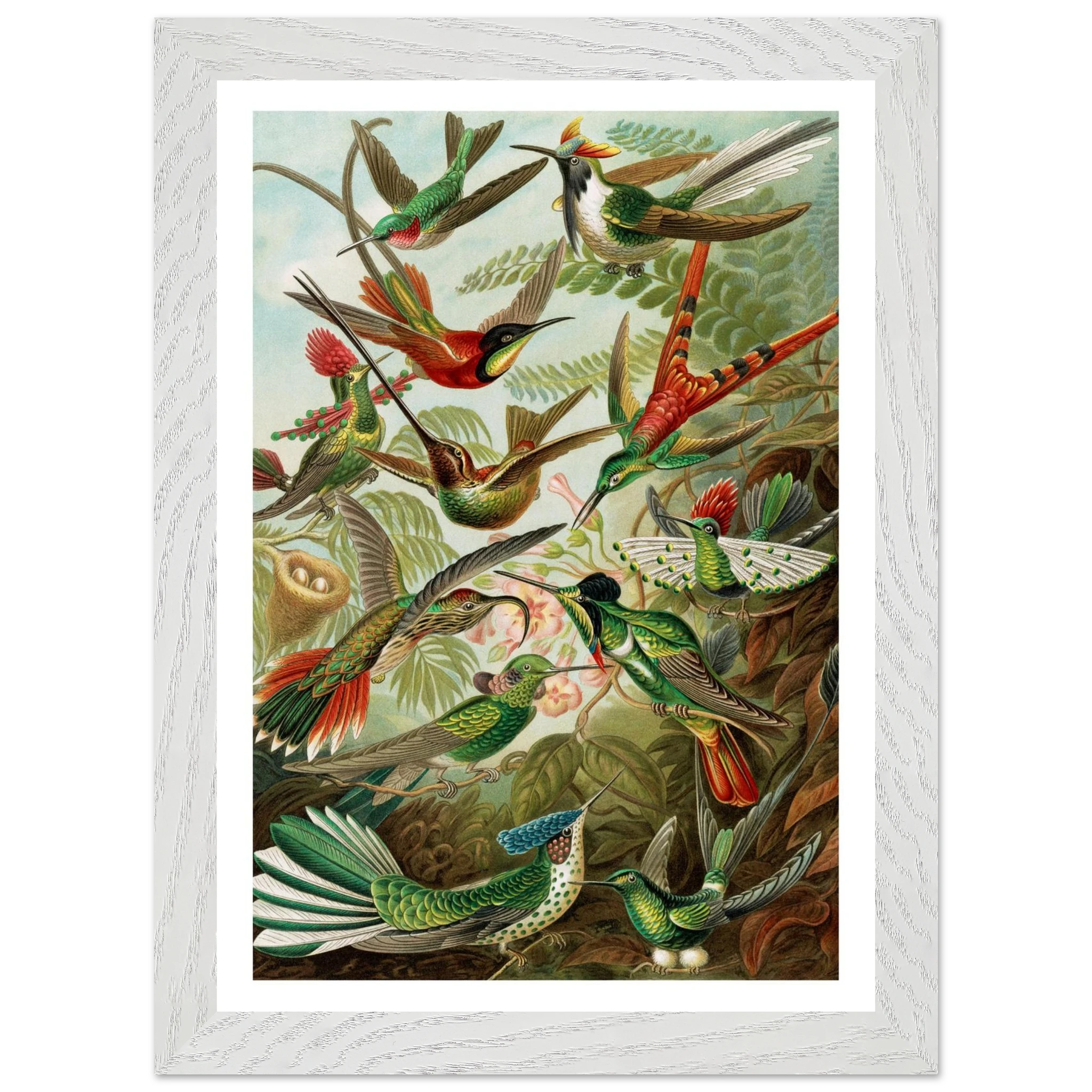 Hummingbird by Ernst Haeckel - Premium Wooden Framed Art Print - Premium Matte Paper A4, A3, A2 - Image 3
