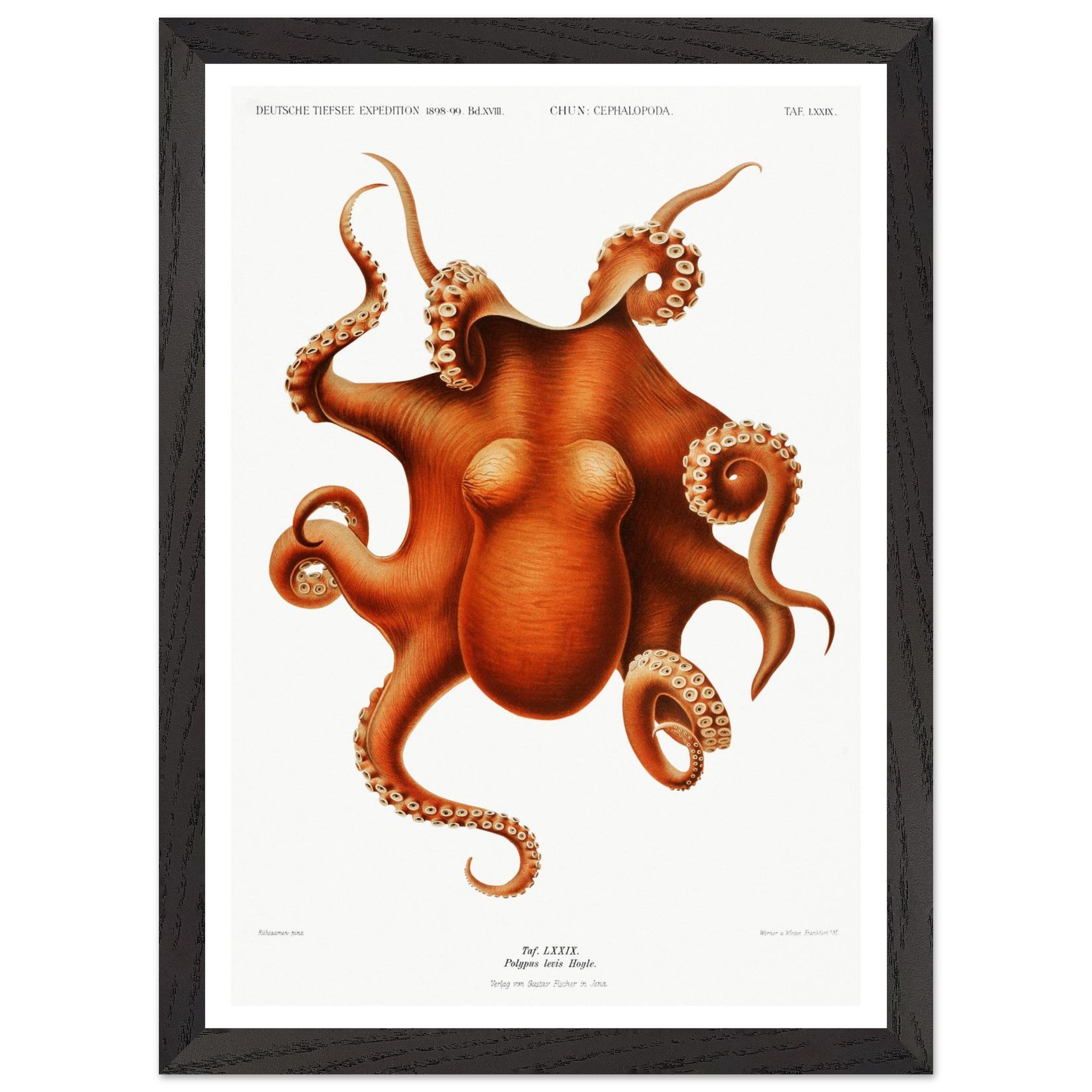 Octopus Vintage Print - "Deep Sea Expedition by Carl Chun" - Premium Wooden Framed Poster With Premium Matte Paper - Image 4