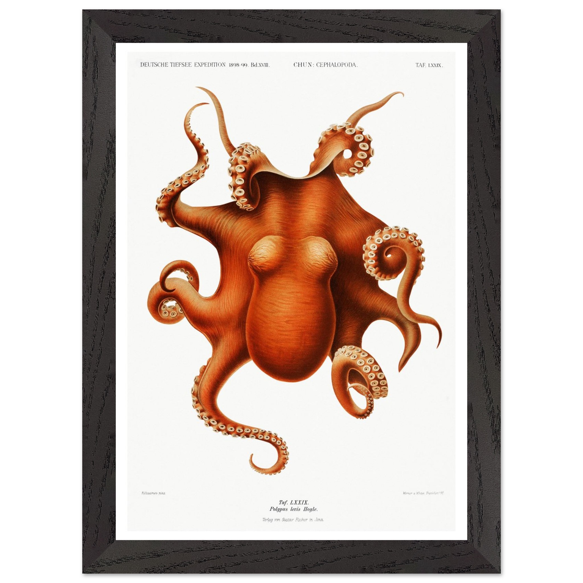 Octopus Vintage Print - "Deep Sea Expedition by Carl Chun" - Premium Wooden Framed Poster With Premium Matte Paper - Image 6