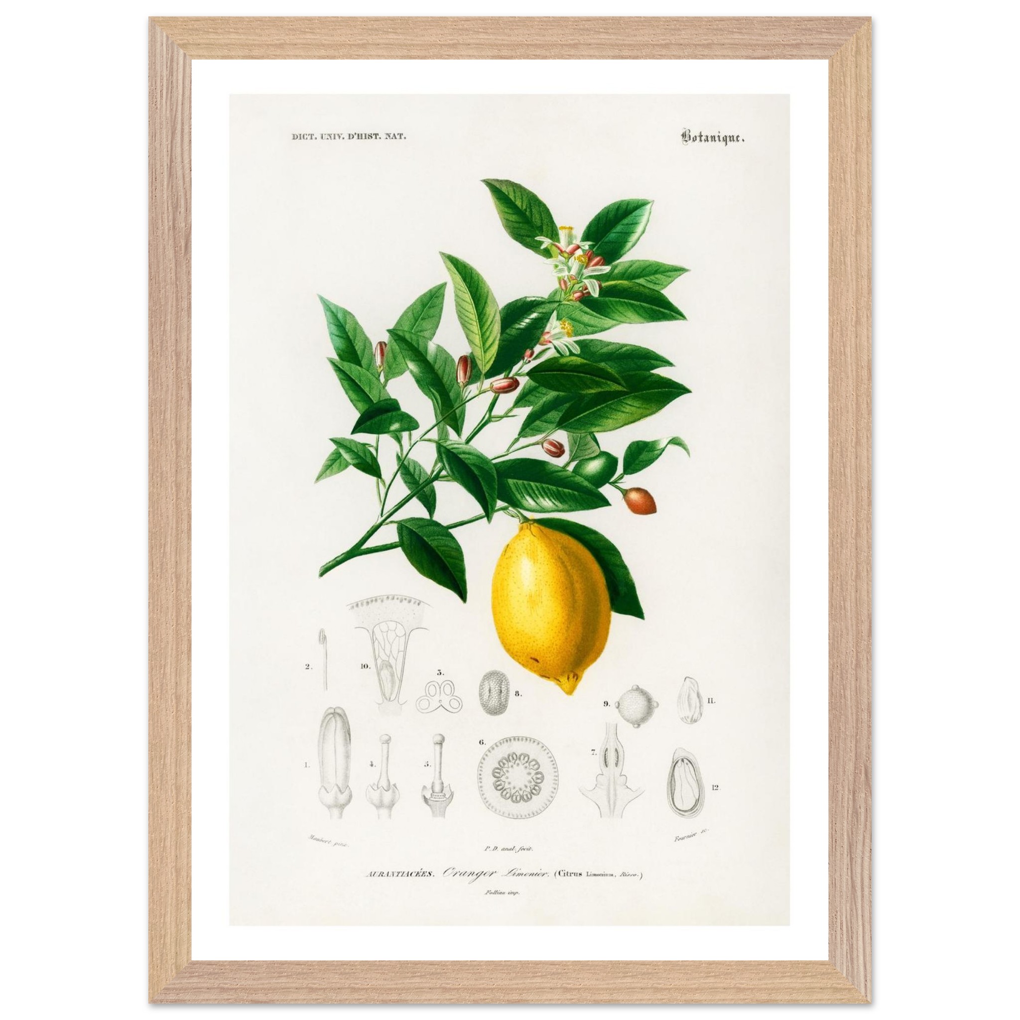Lemon Vintage Print - Premium Wooden Framed Poster With Premium Matte Paper A3 (29.7 x 42 cm) - Image 2