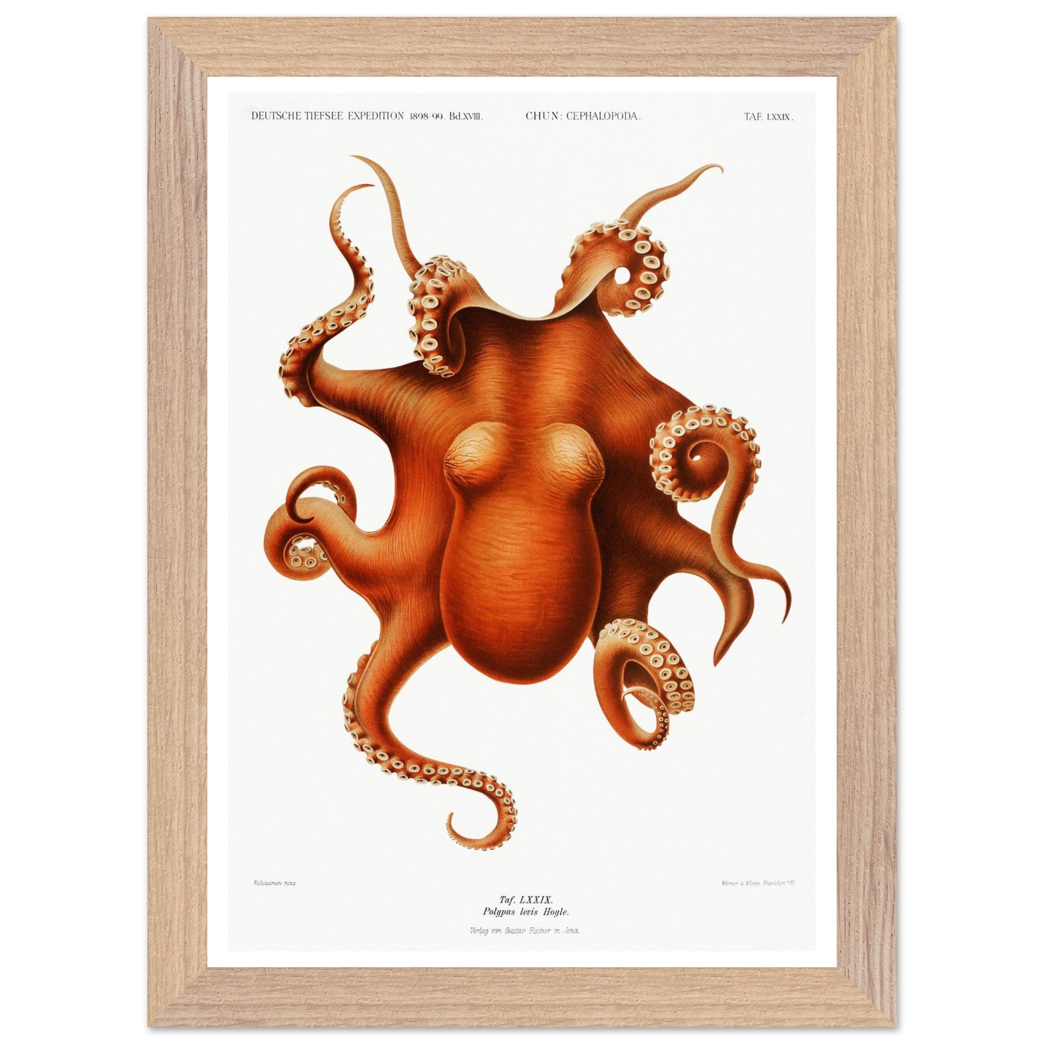 Octopus Vintage Print - "Deep Sea Expedition by Carl Chun" - Premium Wooden Framed Poster With Premium Matte Paper - Image 2