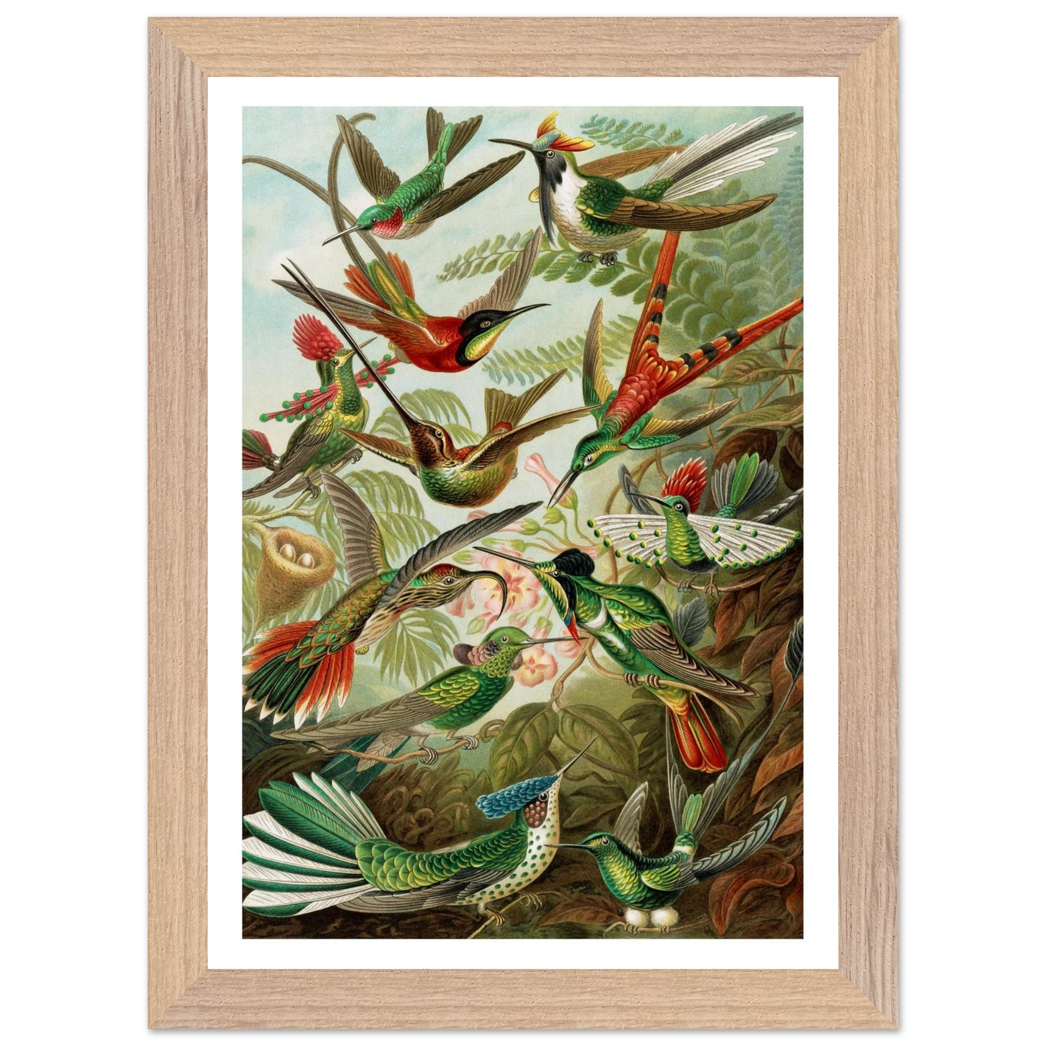 Hummingbird by Ernst Haeckel - Premium Wooden Framed Art Print - Premium Matte Paper A4, A3, A2 - Image 7