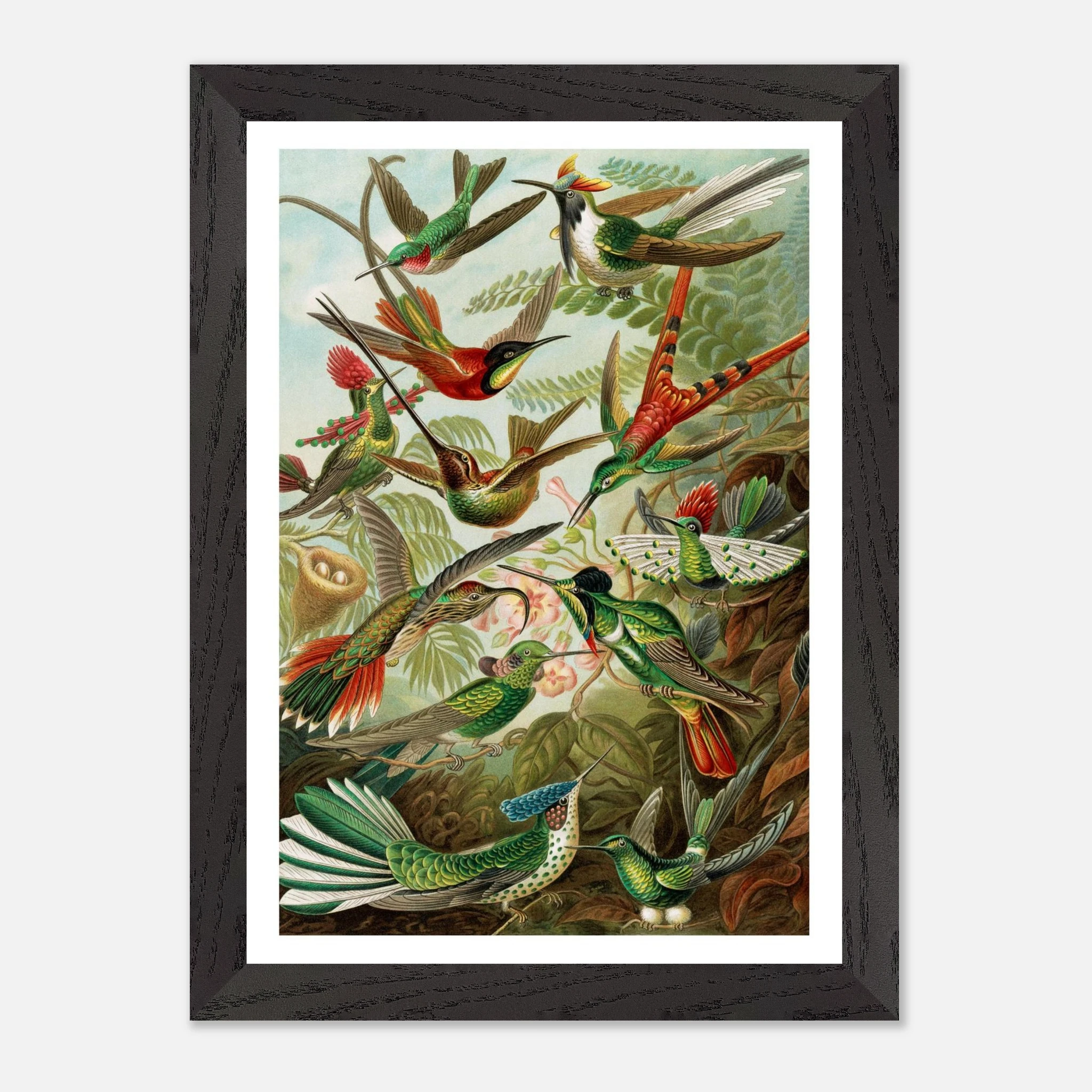Hummingbird by Ernst Haeckel - Premium Wooden Framed Art Print - Premium Matte Paper A4, A3, A2 - Image 4