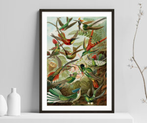 Hummingbird by Ernst Haeckel - Premium Wooden Framed Art Print - Premium Matte Paper A4, A3, A2
