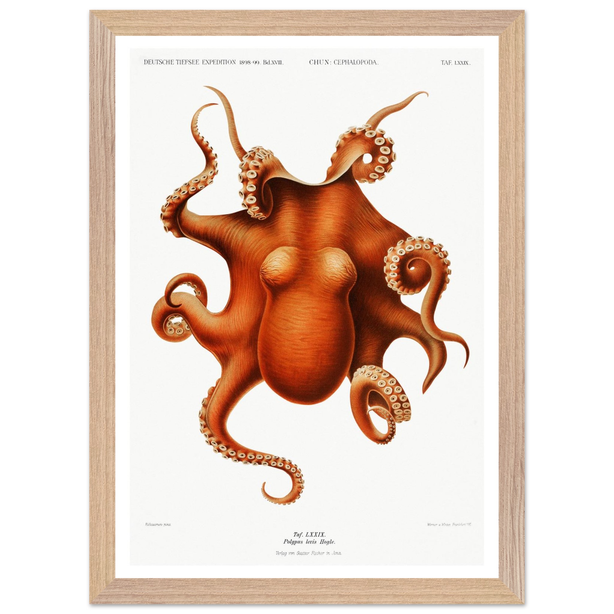 Octopus Vintage Print - "Deep Sea Expedition by Carl Chun" - Premium Wooden Framed Poster With Premium Matte Paper - Image 7