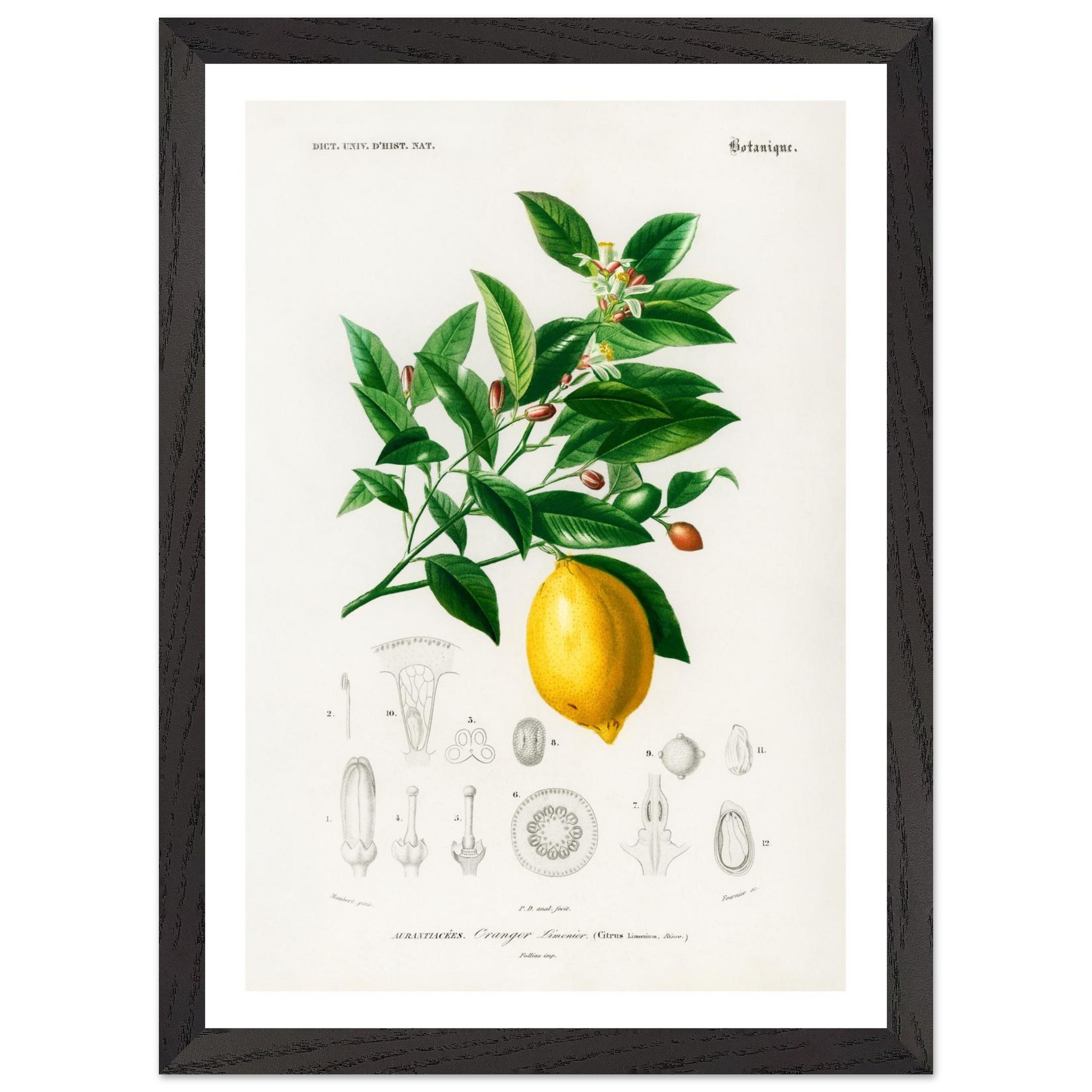 Lemon Vintage Print - Premium Wooden Framed Poster With Premium Matte Paper A3 (29.7 x 42 cm) - Image 4