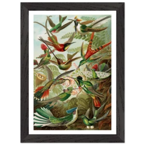 Hummingbird by Ernst Haeckel - Premium Wooden Framed Art Print - Premium Matte Paper A4, A3, A2
