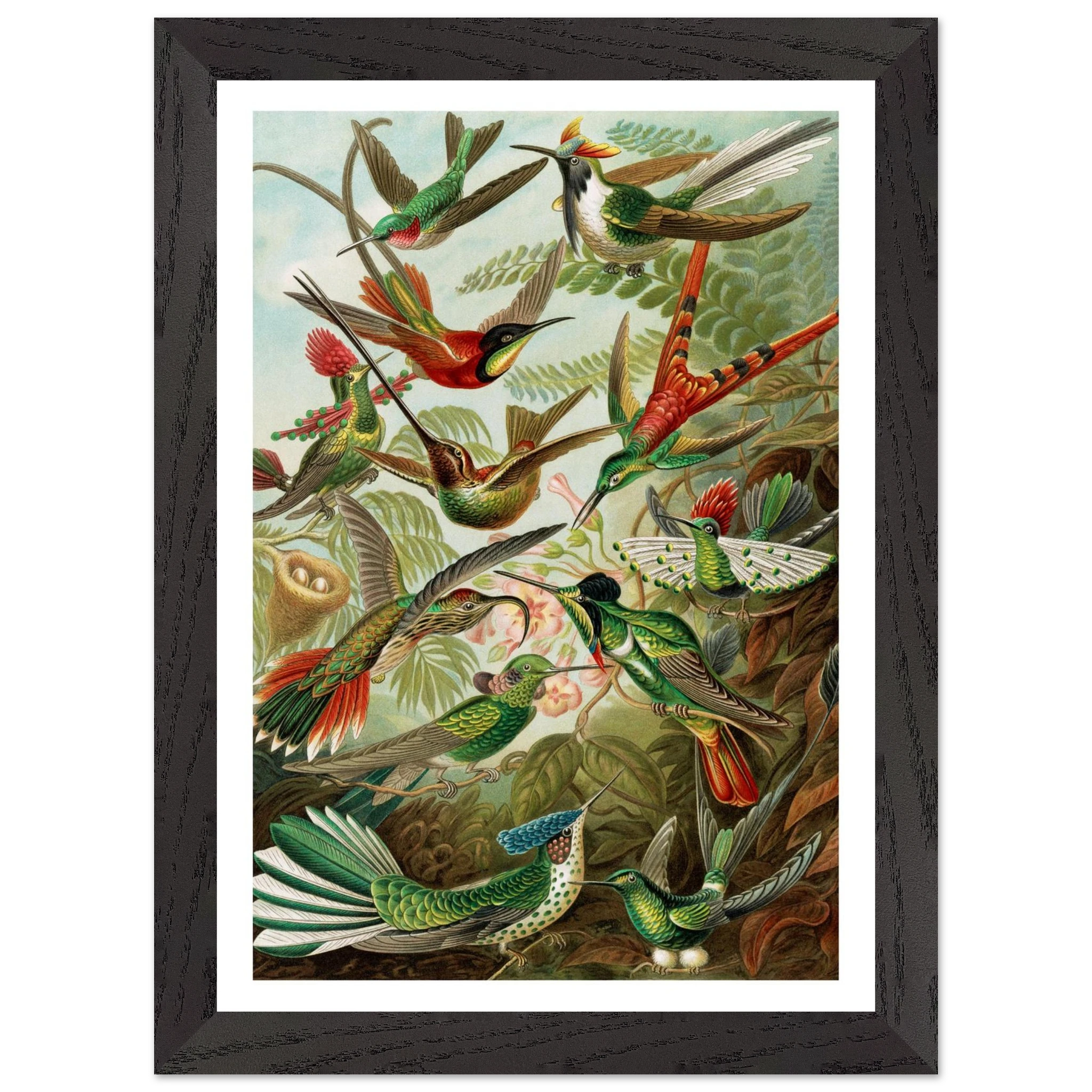 Hummingbird by Ernst Haeckel - Premium Wooden Framed Art Print - Premium Matte Paper A4, A3, A2