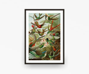 Hummingbird by Ernst Haeckel - Premium Wooden Framed Art Print - Premium Matte Paper A4, A3, A2